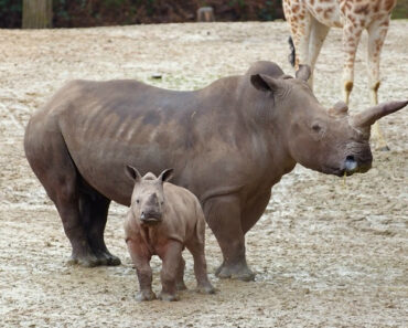 Stark: Rinoceronte Bebé Conhece o Mundo Exterior Pela Primeira Vez