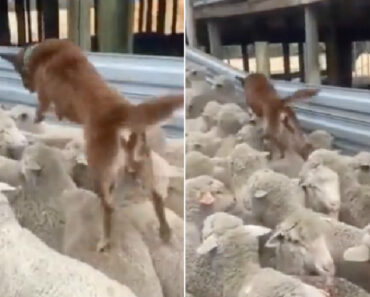 Como Um Cão Pastor Lida Com Um Engarrafamento De Ovelhas