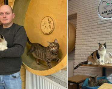 Ucraniano Permanece Com “Cat Cafe” Aberto Para Cuidar Dos Seus 20 Gatos, Mesmo Durante a Guerra Ucraniano Permanece Com “Cat Cafe” Aberto Para Cuidar Dos Seus 20 Gatos, Mesmo Durante a Guerra