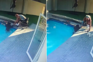 Homem Em Cadeira De Rodas Salva o Seu Cão De 50 kg Que Caiu Na Piscina