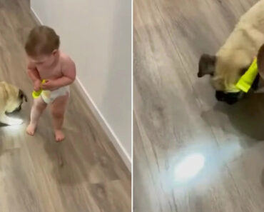 Menina Ri Histericamente Enquanto o Seu Cão Persegue a Luz Da Lanterna Menina Ri Histericamente Enquanto o Seu Cão Persegue a Luz Da Lanterna