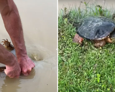 Homem Salva Tartaruga Presa No Sistema De Escoamento Do Lago Homem Salva Tartaruga Presa No Sistema De Escoamento Do Lago