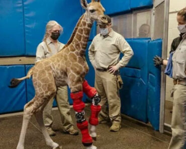 Girafa Bebé Volta a Andar Graças a Próteses Desenvolvidas Por Equipa De Zoológico Girafa Bebé Volta a Andar Graças a Próteses Desenvolvidas Por Equipa De Zoológico