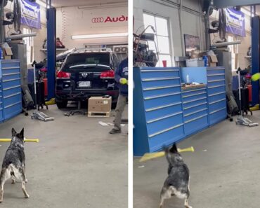 Pepper: o Cão Que Sabe Bater Umas Bolas Com Um Taco De Baseball Pepper: o Cão Que Sabe Bater Umas Bolas Com Um Taco De Baseball