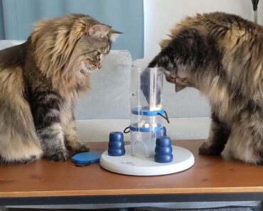 Gatos Resolvem Um Quebra-Cabeças Destinado a Cães Gatos Resolvem Um Quebra-Cabeças Destinado a Cães