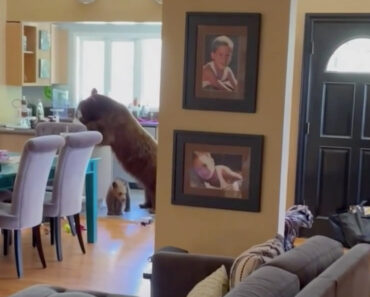 Ursos Famintos Invadem Casa Para Se Deliciarem Com Donuts Ursos Famintos Invadem Casa Para Se Deliciarem Com Donuts