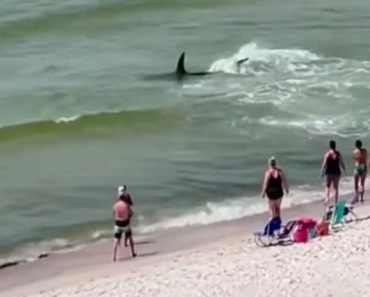 Enorme Tubarão-Martelo Debate-se Com Presa a Poucos Metros Dos Banhistas Enorme Tubarão-Martelo Debate-se Com Presa a Poucos Metros Dos Banhistas