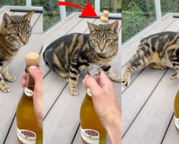 Abrindo Uma Garrafa De Champanhe Ao Lado De Um Gato Abrindo Uma Garrafa De Champanhe Ao Lado De Um Gato