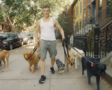 Homem Que Tem Como Profissão “Passeador De Cães” Ganha Mais De 100 Mil Euros Por Ano Homem Que Tem Como Profissão “Passeador De Cães” Ganha Mais De 100 Mil Euros Por Ano