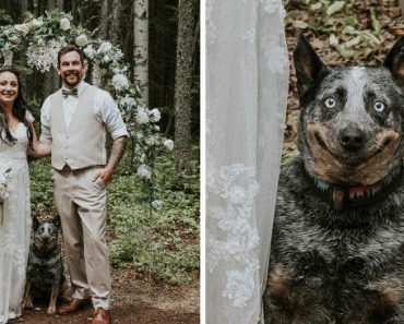 Cadela “Sorri” Para As Fotos De Casamento Dos Seus Donos e As Imagens Já Se Tornaram Virais Cadela “Sorri” Para As Fotos De Casamento Dos Seus Donos e As Imagens Já Se Tornaram Virais