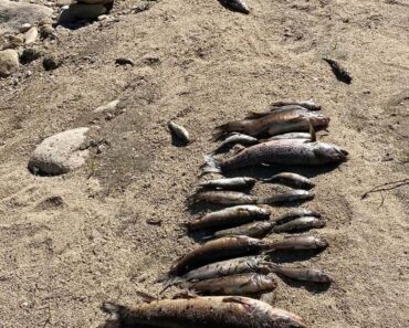 Milhares De Peixes Mortos Encontrados No Rio Em Cabeceiras De Basto Milhares De Peixes Mortos Encontrados No Rio Em Cabeceiras De Basto