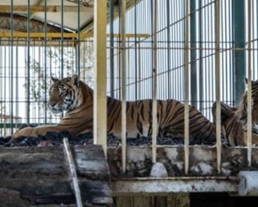 O Resgate Dos “Tigres Do Comboio”: O Final Feliz De 4 Felinos Confinados Por 15 Anos O Resgate Dos “Tigres Do Comboio”: O Final Feliz De 4 Felinos Confinados Por 15 Anos
