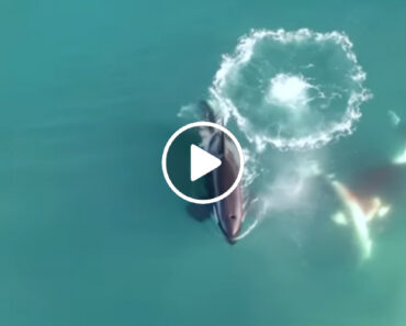 Vídeo Mostra Orcas a Atacar e Matar Tubarão Branco