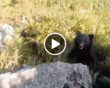 Alpinista é Atacado Por Urso e Ativa “Modo Selvagem” Para Não Morrer Alpinista é Atacado Por Urso e Ativa “Modo Selvagem” Para Não Morrer