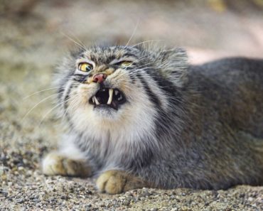 O Gato Selvagem Mais Mal Humorado Do Mundo O Gato Selvagem Mais Mal Humorado Do Mundo