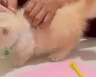 Gatinho Faz Birra Ao Levar Uma “Pica” Na Sua Primeira Visita Ao Veterinário Gatinho Faz Birra Ao Levar Uma “Pica” Na Sua Primeira Visita Ao Veterinário