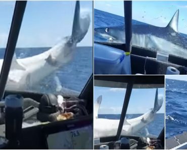 Tubarão Assusta Pescadores Ao Saltar Da Água e Cair Sobre a Proa Da Embarcação Tubarão Assusta Pescadores Ao Saltar Da Água e Cair Sobre a Proa Da Embarcação