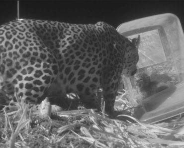 Vídeo Viral Mostra o Momento Em Que Leopardo Reencontra o Seu Filhote Vídeo Viral Mostra o Momento Em Que Leopardo Reencontra o Seu Filhote