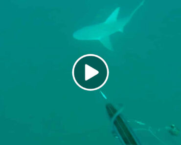 Pescador Subaquático Vive Experiência De Quase Morte Ao Ser Atacado Por Tubarões