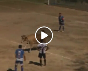 Ainda Estamos Em Janeiro Mas Já Elegemos a Melhor Invasão De Campo Do Ano Ainda Estamos Em Janeiro Mas Já Elegemos a Melhor Invasão De Campo Do Ano