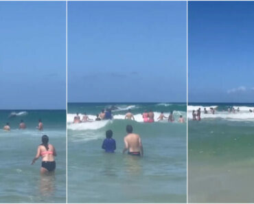 Golfinhos “Rodeiam” Banhistas e Dão Um Verdadeiro Show Em Praia Brasileira Golfinhos “Rodeiam” Banhistas e Dão Um Verdadeiro Show Em Praia Brasileira