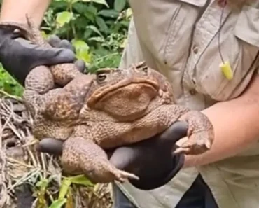 Encontrado Sapo Gigante Na Austrália. Tem Quase o Mesmo Peso De Um Bebé Encontrado Sapo Gigante Na Austrália. Tem Quase o Mesmo Peso De Um Bebé