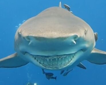 Tubarão Surge Sorridente e Recebe Uma Festa Da Instrutora De Mergulho Tubarão Surge Sorridente e Recebe Uma Festa Da Instrutora De Mergulho