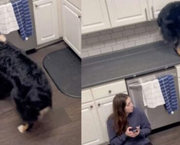 Bailey Sente Ritmo Cardíaco e Vai Buscar Medicamentos… Tudo Pela Dona Bailey Sente Ritmo Cardíaco e Vai Buscar Medicamentos… Tudo Pela Dona