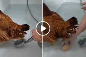 Vídeo De “Parto Humanizado” De Galinha Torna-se Viral Na Internet