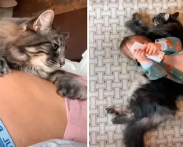 Gata Cria Forte Ligação Com Bebé… Mesmo Antes Dele Nascer Gata Cria Forte Ligação Com Bebé… Mesmo Antes Dele Nascer