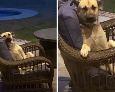 Mulher Acorda Com Cão De Rua a Descansar Na Cadeira Do Pátio e… a Abanar o Rabo Alegremente Mulher Acorda Com Cão De Rua a Descansar Na Cadeira Do Pátio e… a Abanar o Rabo Alegremente