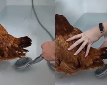 Vídeo De “Parto Humanizado” De Galinha Torna-se Viral Na Internet Vídeo De “Parto Humanizado” De Galinha Torna-se Viral Na Internet