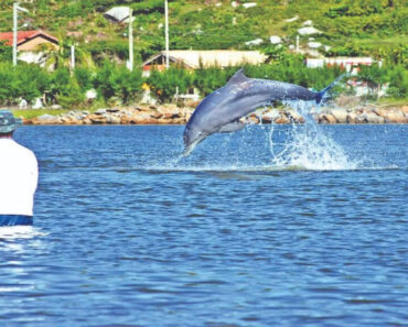 Golfinhos e Humanos Trabalham Juntos Para Pescar Em Santa Catarina Golfinhos e Humanos Trabalham Juntos Para Pescar Em Santa Catarina