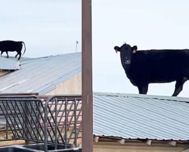 Fazendeiro Acorda Com Vaca Em Cima De Telhado Fazendeiro Acorda Com Vaca Em Cima De Telhado