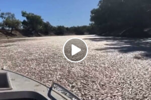“Chocante”: Vídeo Mostra Rio Bloqueado Por Milhões De Peixes Mortos