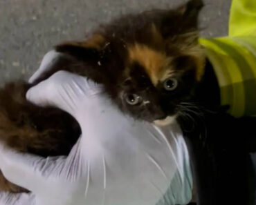 Gato Resgatado Com Recurso a Câmeras De Alta Tecnologia e… Atum Gato Resgatado Com Recurso a Câmeras De Alta Tecnologia e… Atum