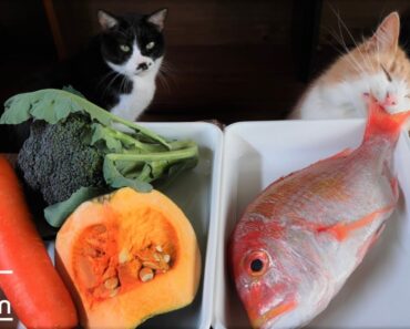 Chef Japonês Prepara Refeição Gourmet Para Os Seus Gatos Chef Japonês Prepara Refeição Gourmet Para Os Seus Gatos