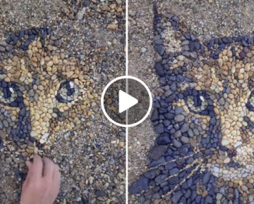 Artista Cria Retrato De Gato Apenas Com Pedrinhas Encontradas No Chão