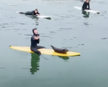 Foca Bebé Faz Amizade Com Surfistas Na Costa Da Califórnia Foca Bebé Faz Amizade Com Surfistas Na Costa Da Califórnia