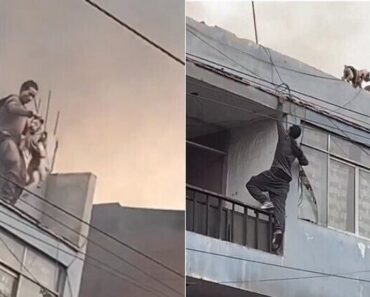 Sem-Abrigo Arriscou a Vida e Trepou Prédio Em Chamas Para Salvar 25 Cães Sem-Abrigo Arriscou a Vida e Trepou Prédio Em Chamas Para Salvar 25 Cães