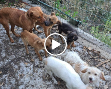 Resgatados Dez Cães Abandonados Num Galinheiro Em Sintra