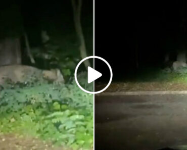 Leoa à Solta Lança Alerta Em Berlim. Polícia Pede à População Que Fique Em Casa Leoa à Solta Lança Alerta Em Berlim. Polícia Pede à População Que Fique Em Casa