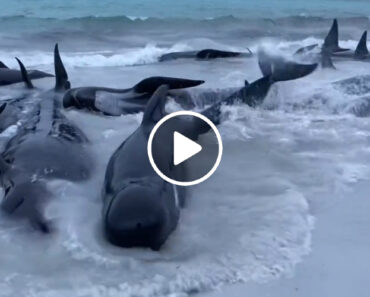 Dezenas De Baleias-Piloto Encalham Em Praia Da Austrália