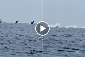 Três Baleias Saltaram Em Simultâneo, e o Momento Raro Tornou-se Viral