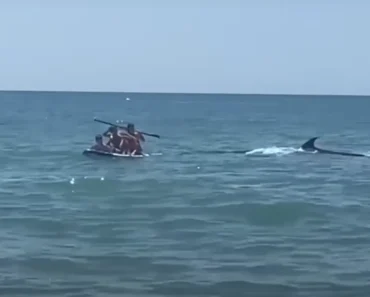 Orca Surpreende Banhistas Ao Nadar Junto à Costa De Praia Em Espanha Orca Surpreende Banhistas Ao Nadar Junto à Costa De Praia Em Espanha