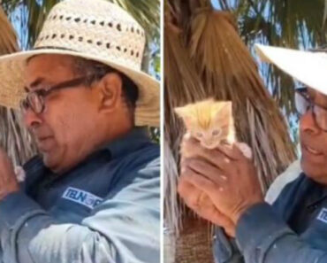 Filha Dá Gato Bebé Ao Pai e Homem Não Contém As Lágrimas Filha Dá Gato Bebé Ao Pai e Homem Não Contém As Lágrimas