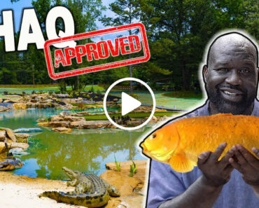 Um Lago De Carpas De MEIO MILHÃO Feito Especialmente Para o Shaquille O’Neal