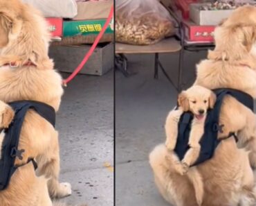 Cão Carrega Filhote Numa Mochila Durante Passeio e Encanta Internautas Cão Carrega Filhote Numa Mochila Durante Passeio e Encanta Internautas
