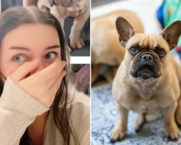 Jovem Paga 916 Euros Por Cão De Raça. O Que Recebe Não Era o Que Esperava Jovem Paga 916 Euros Por Cão De Raça. O Que Recebe Não Era o Que Esperava