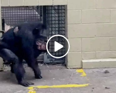 Chimpanzé Bebé Reencontra-se Com a Mãe Adoptiva Após Ser Mordido Por Cobra